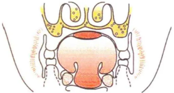 Figura 4 – Plano coronal da posição lingual e do mamilo materno na amamentação, segundo Brohawn  (2011).