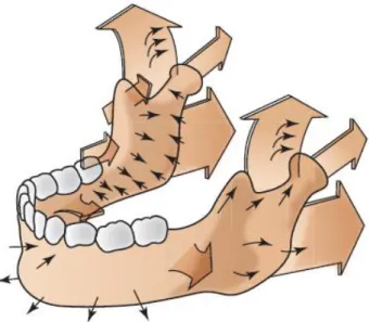 Figura 8 – Remodelação Mandibular, segundo Enlow e Hans (1996). O tamanho das setas indica a  quantidade relativa das mudanças anatómicas