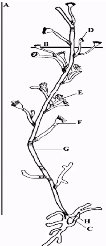 Figure 1 - Measurement parameters of the colonies. A,  height; B, maximum width; C, base width; D, polyp  without tentacles; E, blastostyle; F, polyp with  tentacles; G, hydrocaulus; H, hydrorhiza