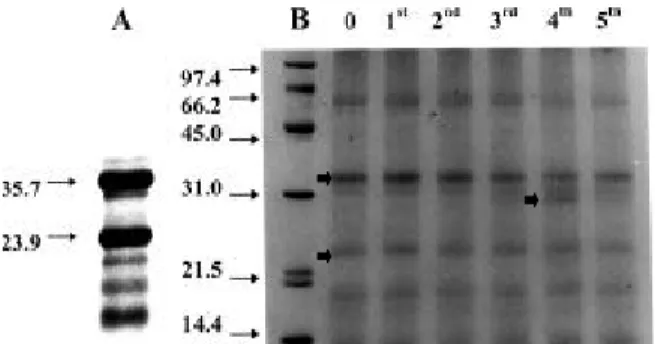 Figure 2 - Amino acid composition of total soluble coffee seed proteins .