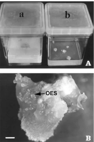 Figure 2. Effect of 2,4-D on the frequency of OES formation after 21 days of culture in solid medium ( g ) and liquid medium/membrane rafts ( c ).