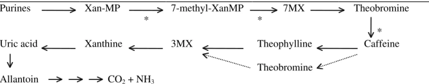 Figure 1. Caffeine metabolic pathway in coffee. Xan-MP = xanthosine-mono-phosphate; 7MX  =  7-methylxanthine;