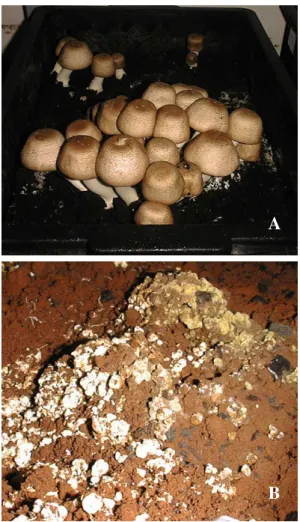 Figure 1 - Fruiting bodies of the Agaricus brasiliensis (A) and Diehliomyces microsporus (B) in Brazil.