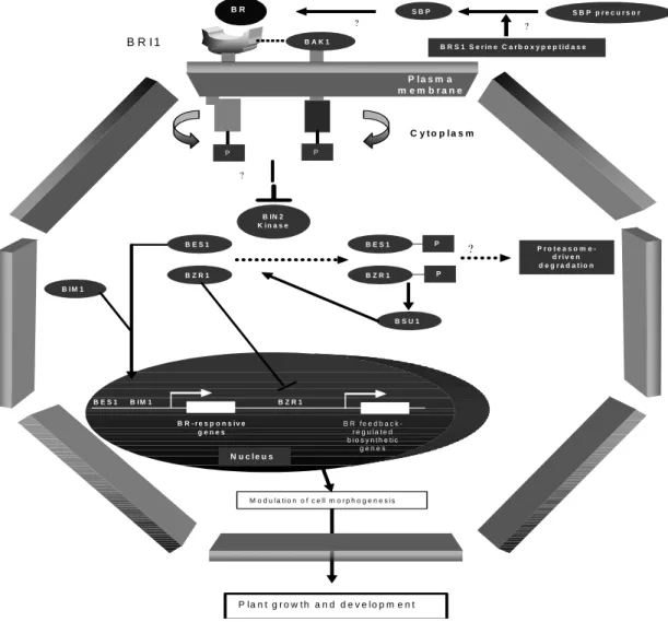 Figure 1 - Working model for the main genes involved in brassinosteroid signal transduction pathway in  Arabidopsis