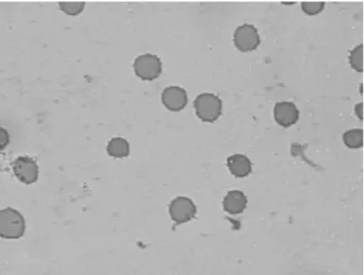 Fig. 1 shows the photomicrography of blood smear  from whole blood incubated with saline (control)