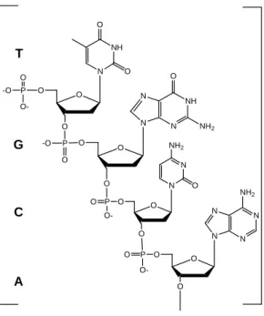 Figure  7  -  3’ → 5’-Phosphodiester  bridges  link  nucleosides  in  nucleic  acids.  DNA,  RNA  and  oligonucleotides  are  members  of  this  class  of  compounds