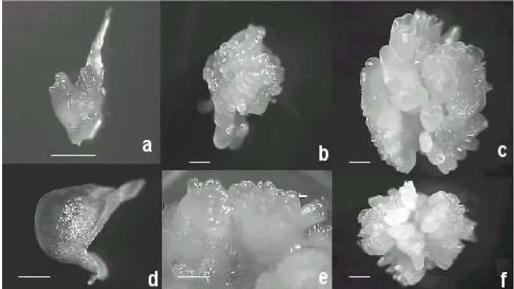 Figure 1 – Primary and secondary somatic embryogenesis in cassava (Manihot esculenta) cv