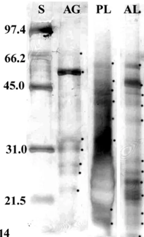 Figure  14  -  SDS-PAGE  of  proteins  of  salivary  gland  complex  of  Brontocoris  tabidus