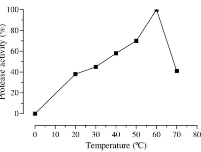 Figure 2 – Effect of the temperature on the extracellular protease activity produced by Beauveria  bassiana CG432