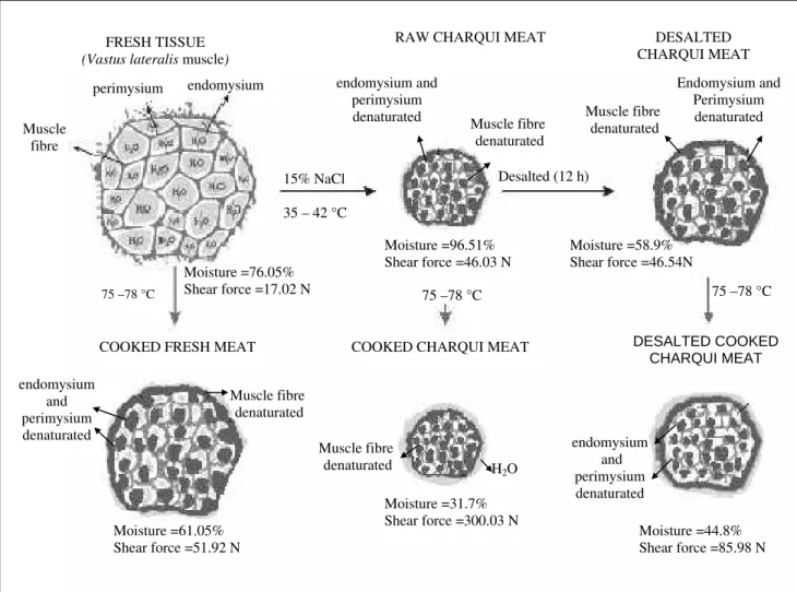 Figure 1 - Schematic representation of charqui meat structural changes throughout its processing  from fresh tissue to desalted charqui meat and its respective heat treatment 