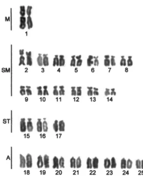 Figure 1 - Giemsa-stained karyotype of Astyanax sp. D.