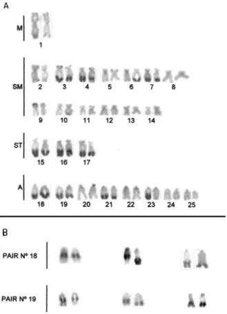 Figure 2 - A) C-banded karyotype of Astyanax sp. D; B) Chromosome pairs  18 and 19  showing  heterochromatic blocks in heterozygosis and homozygosis