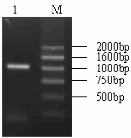 Figure  1  -  Agarose  gel  electrophoresis  after  secondary  PCR.  Lane  M:  molecular  marker  DGL2000; Lane 1: PCR products (about 1K)