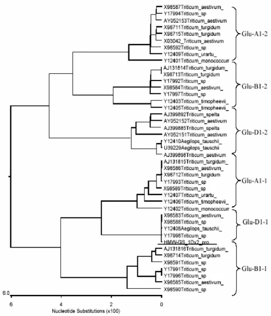 Figure  3  -  Phylogenetic  relationship  of  the  cloned  fragment(underline)  with  previously  publicized  HMW-GS promoters