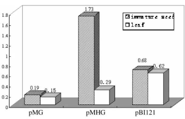 Figure  5  -  Transient  expression  assay  for  wheat  endosperm-specific  HMW-GS  gene  promoter;  