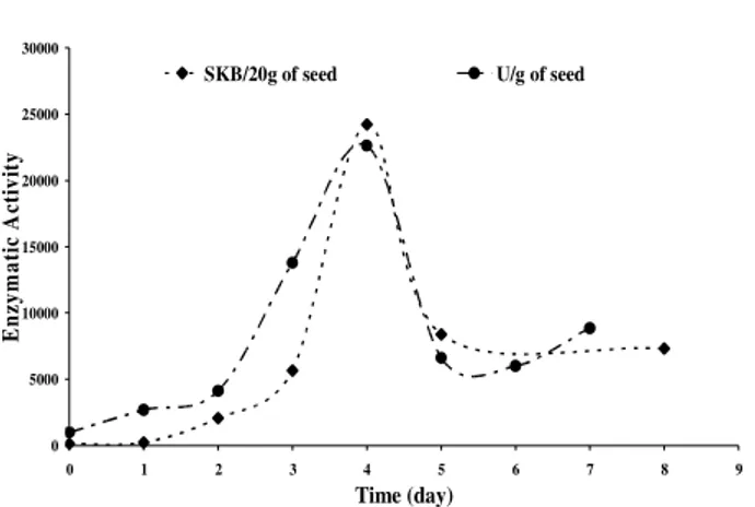 Figure  2  -  Changing  of  alpha-amylase  activity  into  the  maize  seeds  in  germination  processes