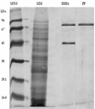 Figure 9 is SDS-PAGE analysis of the samples of  maize  malt  crude  (MM),  EBA  eluted  at  pH  7  (EEBA) and supernatant of fractional precipitation  (EP) of EBA eluted