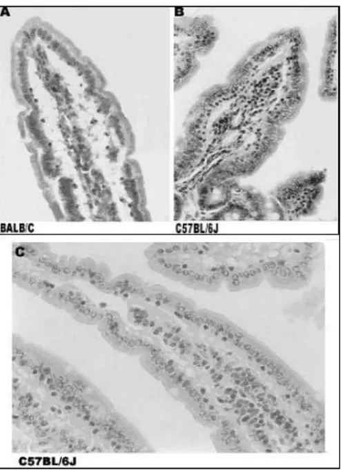 Figure  4  -  Histological  differences  between  control  and  experimental  mice.  (A)  Villi  of  an  experimental  BALB/c  mouse