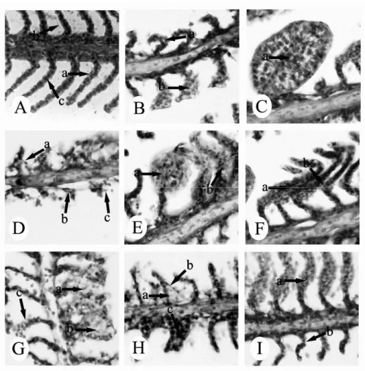 Figure  1  -  Gill  tissue  of  C.  mrigala.  (A)  control  -  (a)  epithelial  cell,  (b)  secondary  lamellae,  (c)  pillar cell