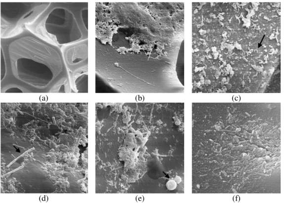Figure  4  -  Scanning  electronic  microscopy:  (a)  polyurethane  foam  for  biomass  immobilization  (100X), (b) biomass superficial adherence to the support (1000X), (c) several types of  rods  and  curve  rod  (arrow)  (3000X),  (d)  rods  and  Methan
