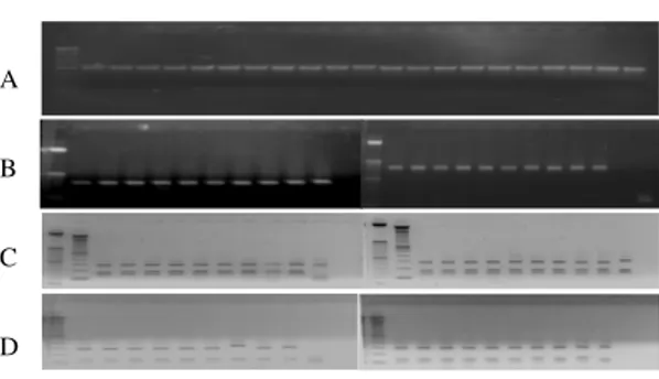 Figure  2  - Colletotrichum  gloeosporioides  ITS-RFLP  profiles  of  the  isolates,  obtained  with primers  ITS4  and  ITS5  (A),  restriction  enzymes  (B)  DraI,  (C)  MspI  and  (D)  HaeIII