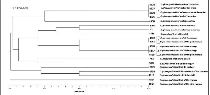 Figure  5  -  Dendrogram  of  relationships  between  20  isolates  of  C.  gloeosporioides  based  on  UPGMA clustering of the matrix obtained by Jaccard coefficient (J)