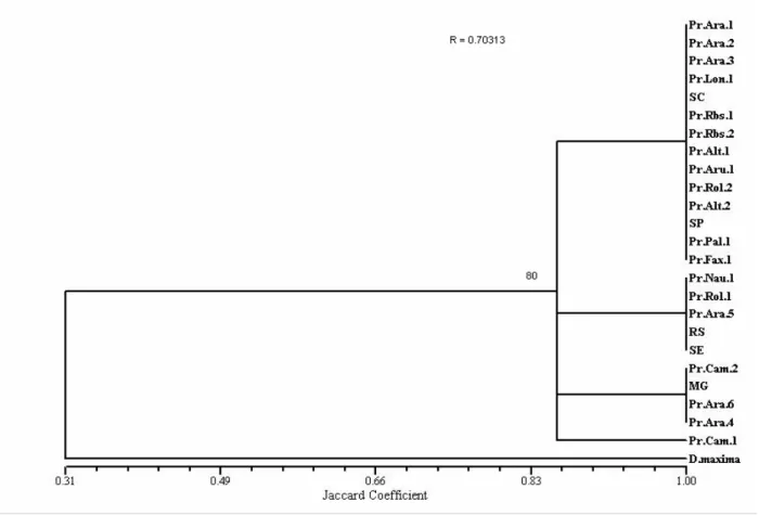 Figure  2  -  Dendrogram  obtained  by  grouping  through  the  Unweighted  Pair  Group  Method  with  Arithmetic  mean  UPGMA  for  isoenzymes  from  Panstrongylus  megistus  and  Dipetalogaster maxima populations