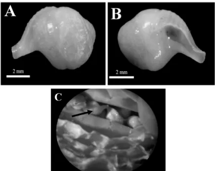 Figure 4 - Juvenile of Turbinella laevigata. A. Dorsal view.  B. Ventral view. C. Juveniles inside  the capsule.