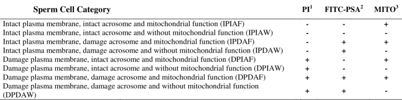 Table 1 - Classification of equine sperm cells according to fluorescence emitted by PI, FITC-PSA e MITO probes