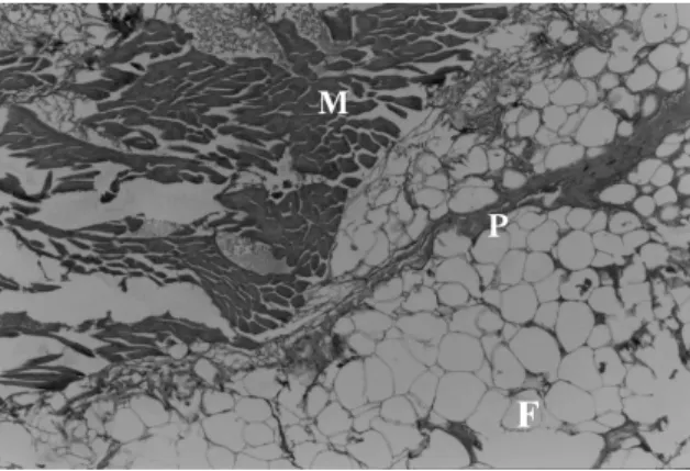 Figure 2B - Light micrograph of Bos indicus Rhomboideus m. Note the higher distribution of fat  cells (F) in relation to muscle cells