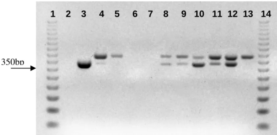 Figure  4  -  PCR  amplification  with  genus-specific  primers  TstaG422/Tstag765,  using  50  ng  of  template  DNA