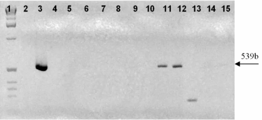 Figure  6  -  PCR  amplification  with  species-specific  primers  XYLF/XYLR.  Lane  1:  ladder  1  kb  (Invitrogen);  lane  2:  negative  control  (water);  lane  3:  positive  control  (S