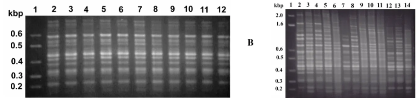 Figure  1  -  RAPD-PCR  comparison  between  the  respective  starter  strains  inoculated  in  fermentation  vats  with  two  isolates  from  the  prevailing  morphotype  of  each  collection during the experiment carried out in a cachaça distillery