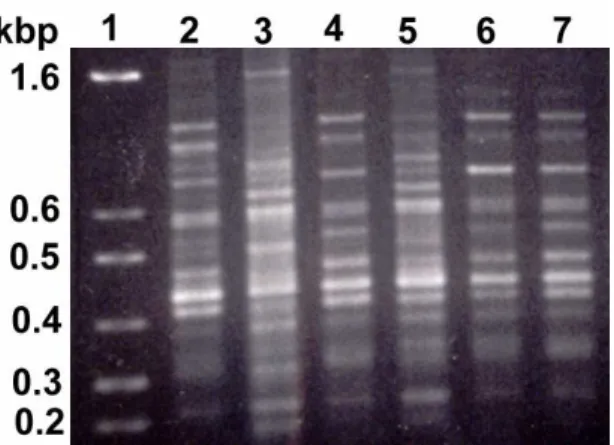 Figure 2 - RAPD-PCR comparision between starter strain UFMG-A 829 and S. cerevisiae isolates  with  rough  colonial  texture  and  irregular  margins