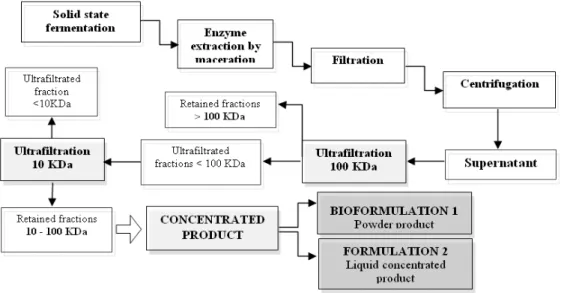 Figure 1 - Downstream steps for recovery phytase produced by S. commune. 