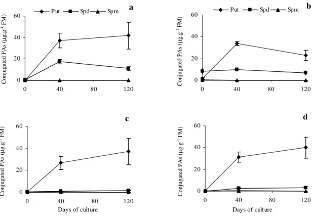 Figure  4  -  Conjugated  PA  levels  in  haploid  (a  and  c)  and  diploid  (b  and  d)  cell  cultures  from  apical regions of N