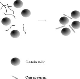Figure 7 - Interaction of milk protein with carrageenan.