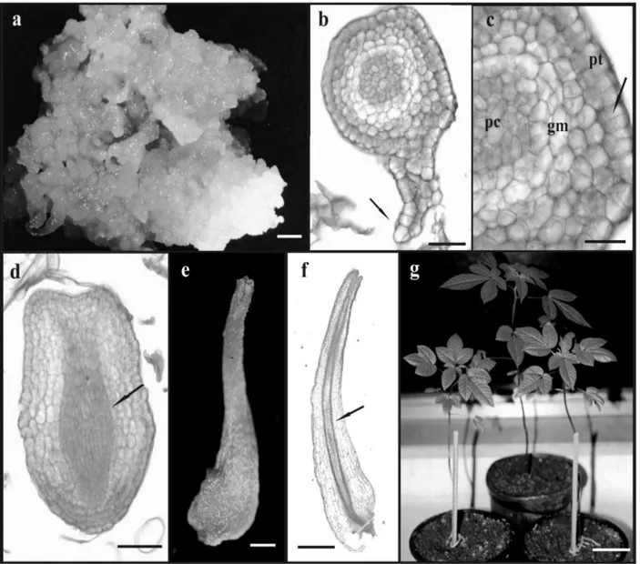 Figure 1 - Aspects of the somatic embryogenesis in Cleome rosea. (a) Embryogenic callus produced on  stem explant cultivated on medium with 9.0 µM 2,4-D