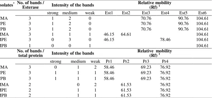 Table  1  -  Total  number,  intensity  and  relative  mobility  of  the  esterases  bands  and  total  proteins  presented  by  Colletotrichum gloeosporioides isolates