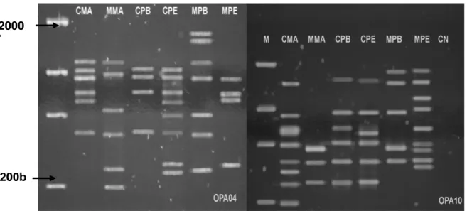Figure  3  -  Products  of  amplification  of  genomic  DNA  of  Colletotrichum  gloeosporioides  isolates from cashew and mango trees, with the RAPD primers