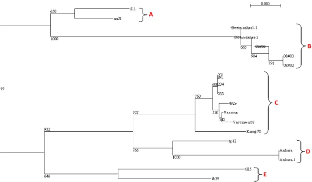 Figure 3 -Phylogenetic tree based on a comparison of Vaccine-ir68 isolate to other T. annulata field  isolates,  established  with  Tams1  coding  sequences  (522  bp)