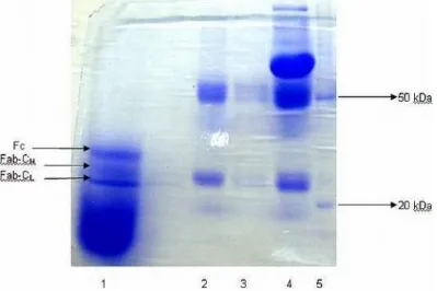 Figure 2 - SDS-PAGE gel at 10 % after being fractioned with papain. 1) Fragmented sample of C L and  C H   Fab  and  Fc  of  purified  bovine  IgG;  2)  Purified  bovine  IgG;  3)  Semi  purified  bovine IgG; 4) Bovine serum; 5) Molecular mass marker