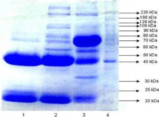 Figure 3 – SDS-PAGE Gel at 10 %. 1) Purified bovine IgG; 2) Semi purified bovine IgG (33% 