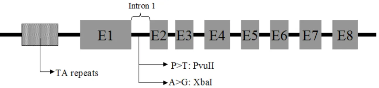 Figure  1  -  Structure of polymorphisms TA, PvuII and XbaI in human estrogen receptor  α gene