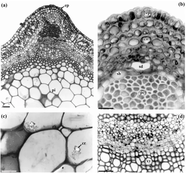 Figure 2 - Stem axis cross-section of Baccharis usterii Heering. (a) Organization of the rib region; 
