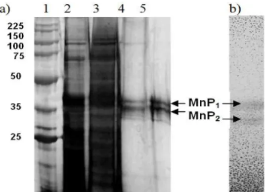 Figure 5 - a) Electrophoresis SDS-PAGE of MnP from A. discolor Sp4 with silver nitrate staining  (1)  proteins  standards  (Promega)  (2)  extracellular  fluid  (3)  concentrate  (4)  after   Q-Sepharose  column  chromatogrphy  (5)  after  gel  filtration 