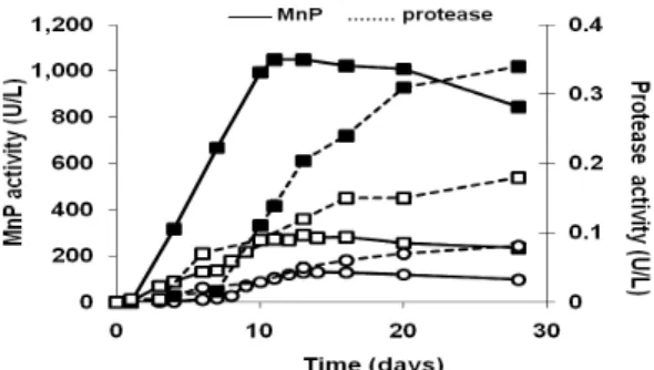 Figure 1 - Manganese peroxidase (      ) and protease (…..) activity (U/L) in A. discolor Sp4 cultures  growing  in  modified  Kirk  medium  (■)  supplemented  with  wheat  grain  and  static  conditions, (□)  without  wheat grain, under static conditions,