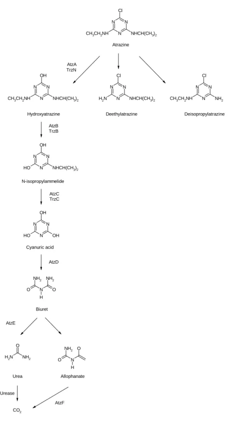 Figure 2 - Atrazine degradation pathways in bacteria