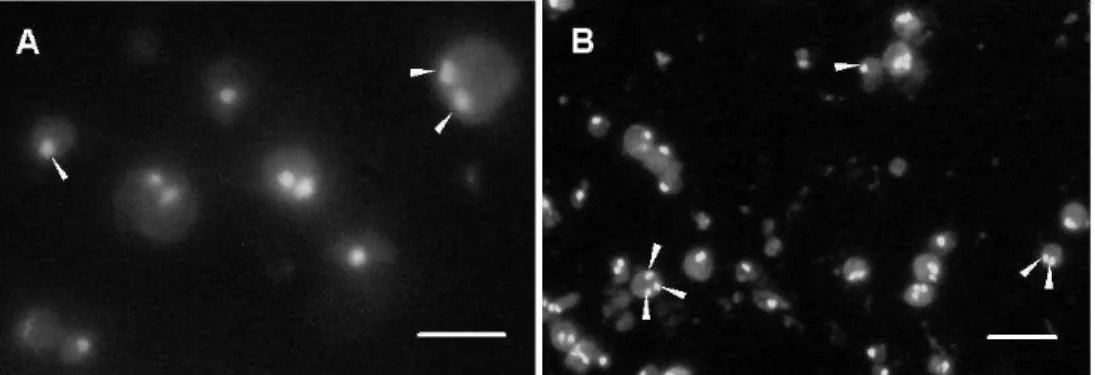 Figure  3  -  Nuclei  (arrows)  in  protoplasts  of  E.  repens  (A)  and  Ceratorhiza  sp