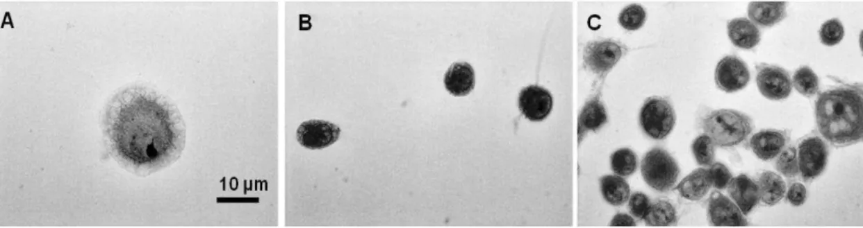 Figure  2  -  Effect  of  5%  xylitol  on  macrophage  J774A.1  adhesion  in  vitro.  Period  of  adhesion  consisted  of  one  three-hour  interval,  at  room  temperature,  followed  by  washing  and  medium replacement, and cell incubation for 48 hours,